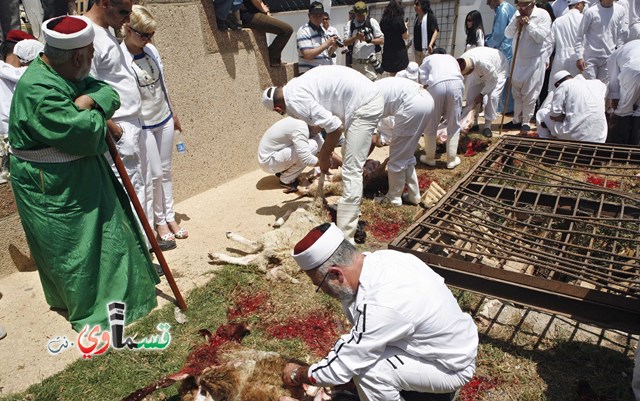 نابلس: السمره بين الهوية الاسرائيلية والمواطنة الفلسطينية ... سامريو نابلس يحتفلون بالفصح العبري  